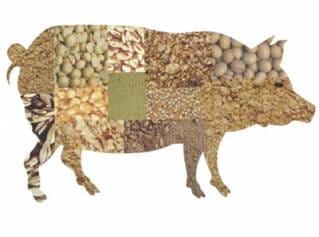 El método correcto para preparar pienso para lechones con soja