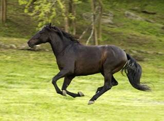Cómo enorgullecer los piensos granulados para caballos