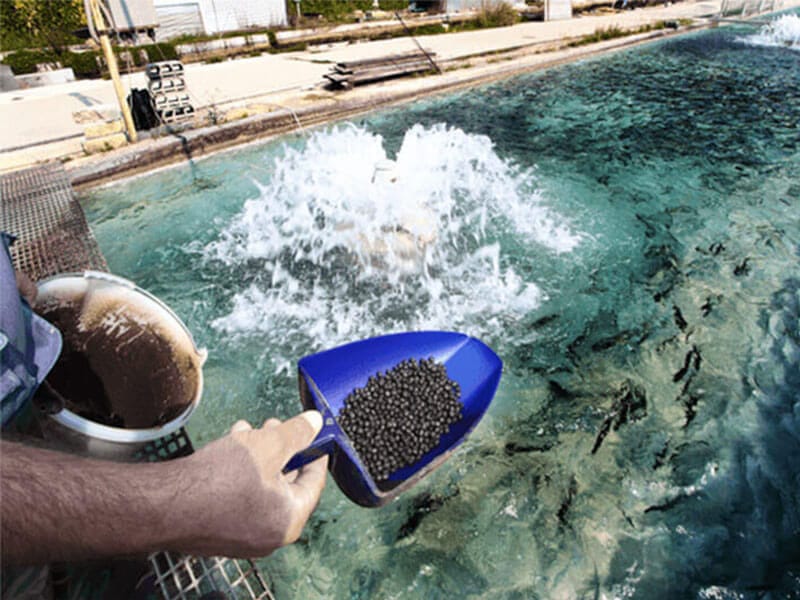 ?Cómo elegir alimentos de buena calidad para peces de colores?