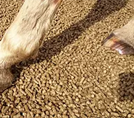 Pellets para lecho equino