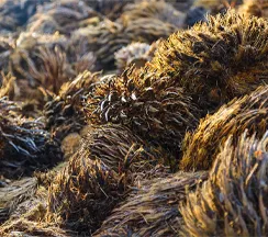 materias primas de pellets