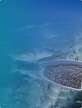 Producción de pellets de alimentos acuáticos