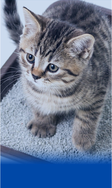 Producción de pellets de arena para gatos