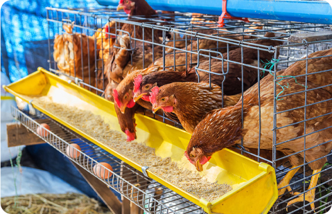 línea de pellets de alimentación animal