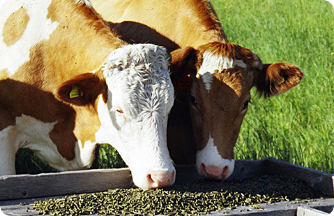 línea de pellets de alimentación animal