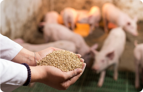 línea de pellets de alimentación animal
