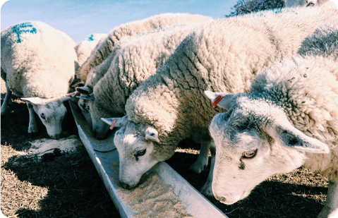 Planta de pellets de pienso personalizada