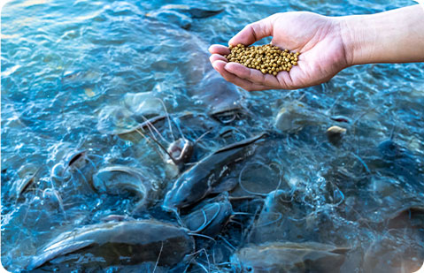 línea de pellets de alimentación animal