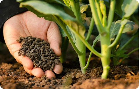 Línea de pellets de biomasa